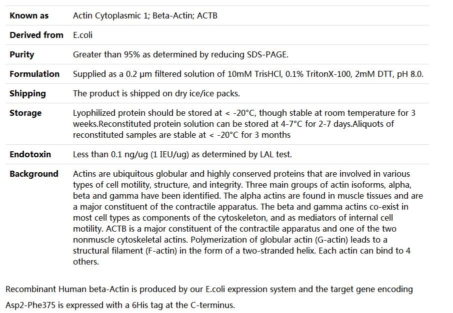 Recombinant Human Actin, cytoplasmic 1/ACTB,索莱宝,P00150-50ug