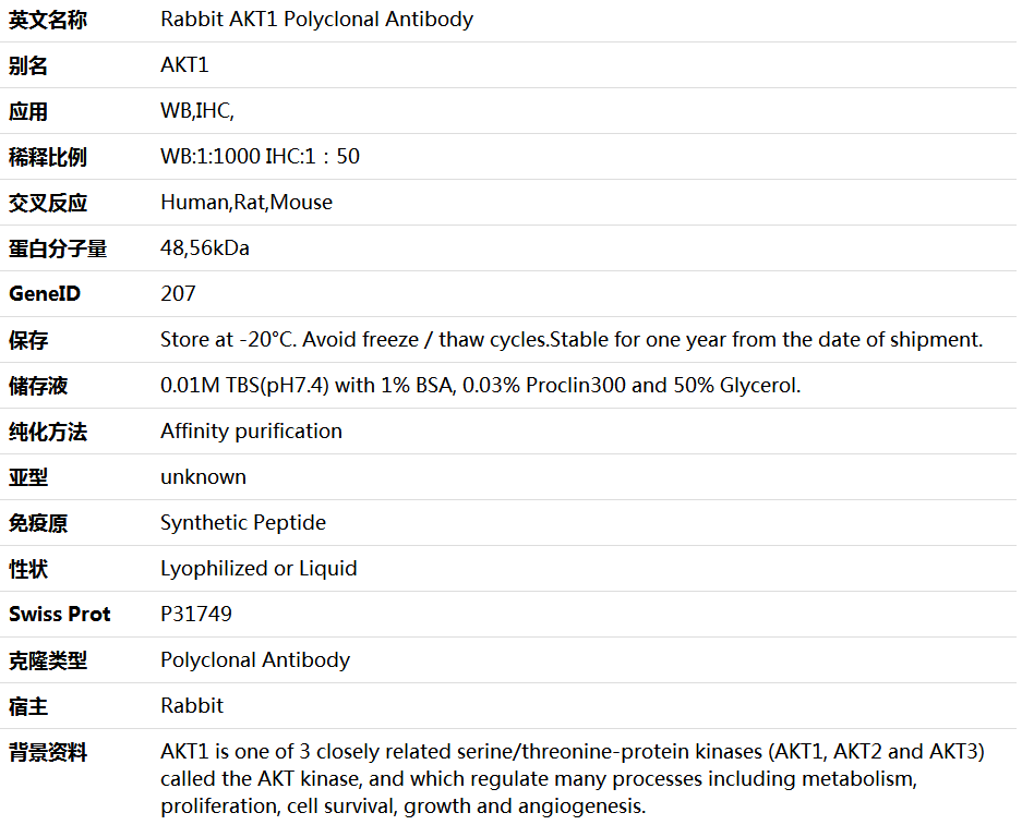 AKT1 Antibody,索莱宝,K001311P-50ul