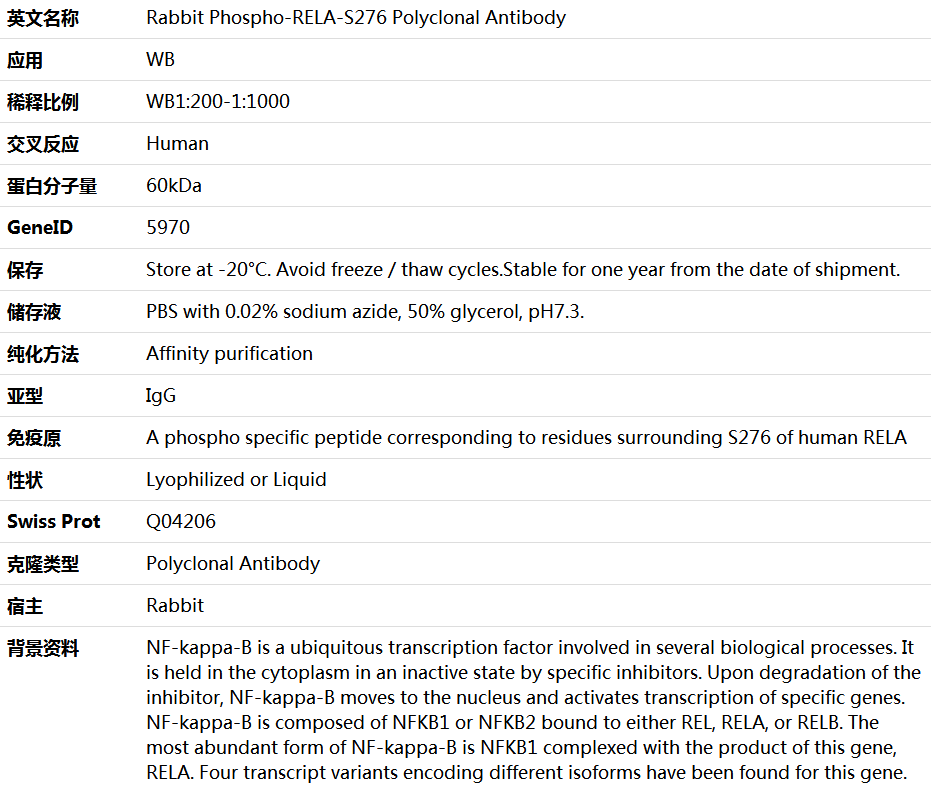 Phospho-RELA-S276 Antibody,索莱宝,K006257P-100ul