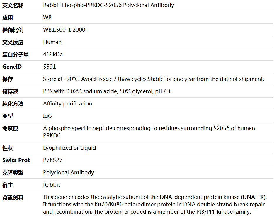 Phospho-PRKDC-S2056 Antibody,索莱宝,K006256P-50ul