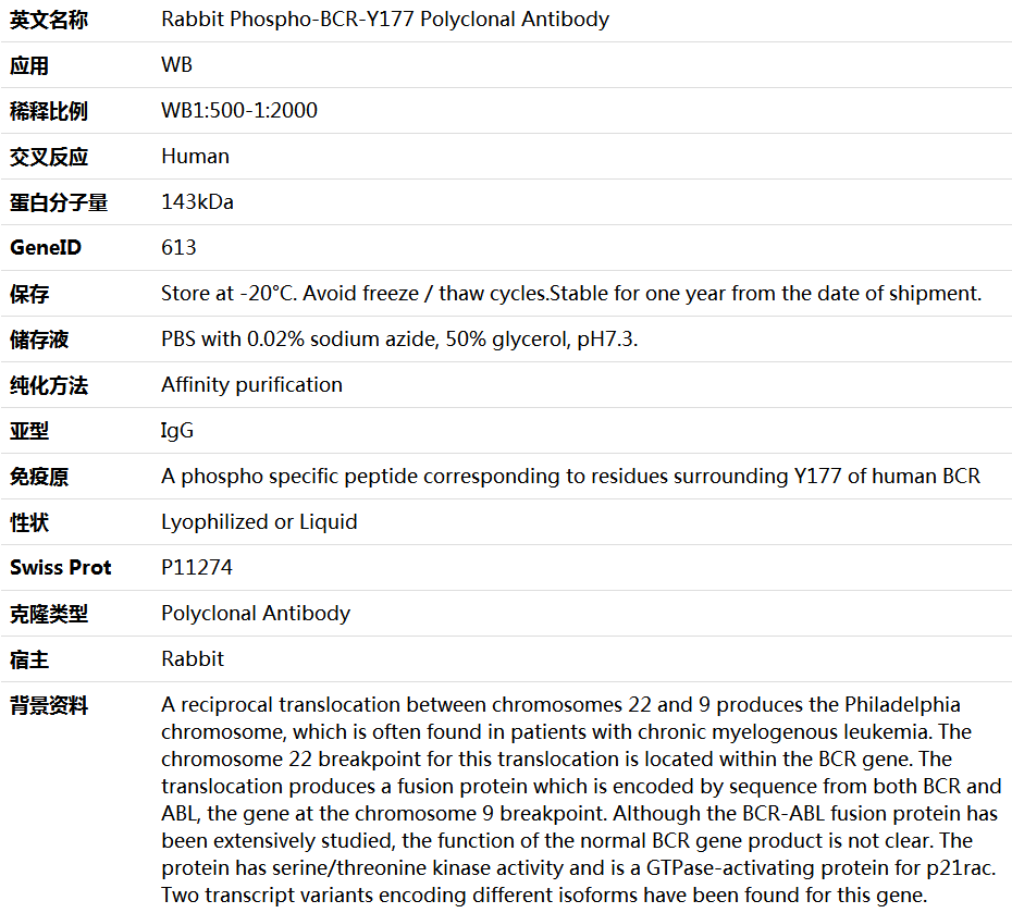 Phospho-BCR-Y177 Antibody,索莱宝,K006252P-50ul