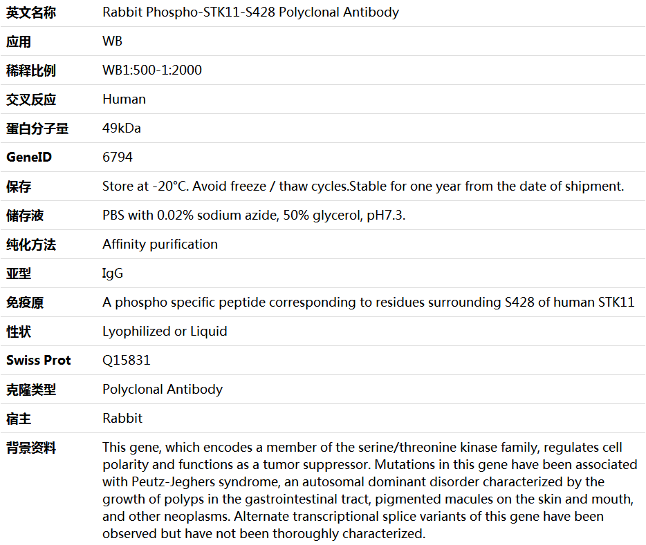 Phospho-STK11-S428 Antibody,索莱宝,K006251P-100ul