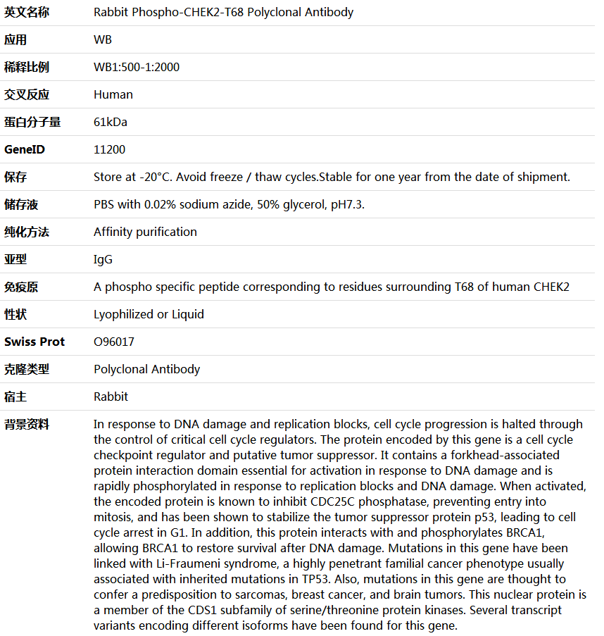 Phospho-CHEK2-T68 Antibody,索莱宝,K006247P-50ul