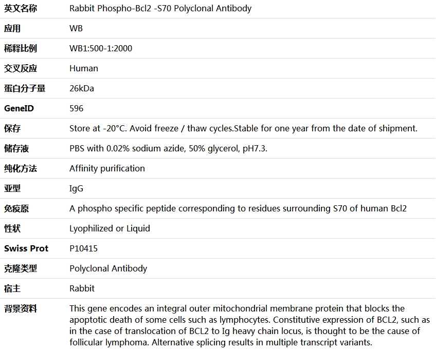 Phospho-Bcl2 -S70 Antibody,索莱宝,K006243P-100ul