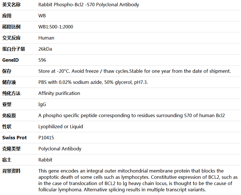 Phospho-Bcl2 -S70 Antibody,索莱宝,K006243P-50ul