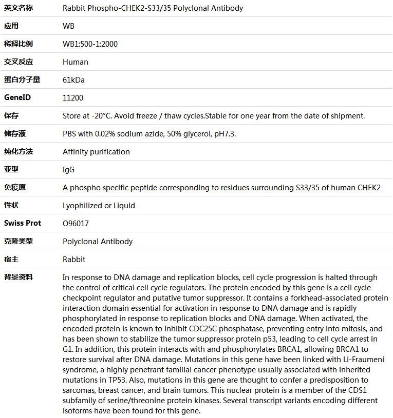 Phospho-CHEK2-S33/35 Antibody,索莱宝,K006237P-100ul