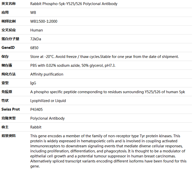 Phospho-Syk-Y525/526 Antibody,索莱宝,K006235P-100ul
