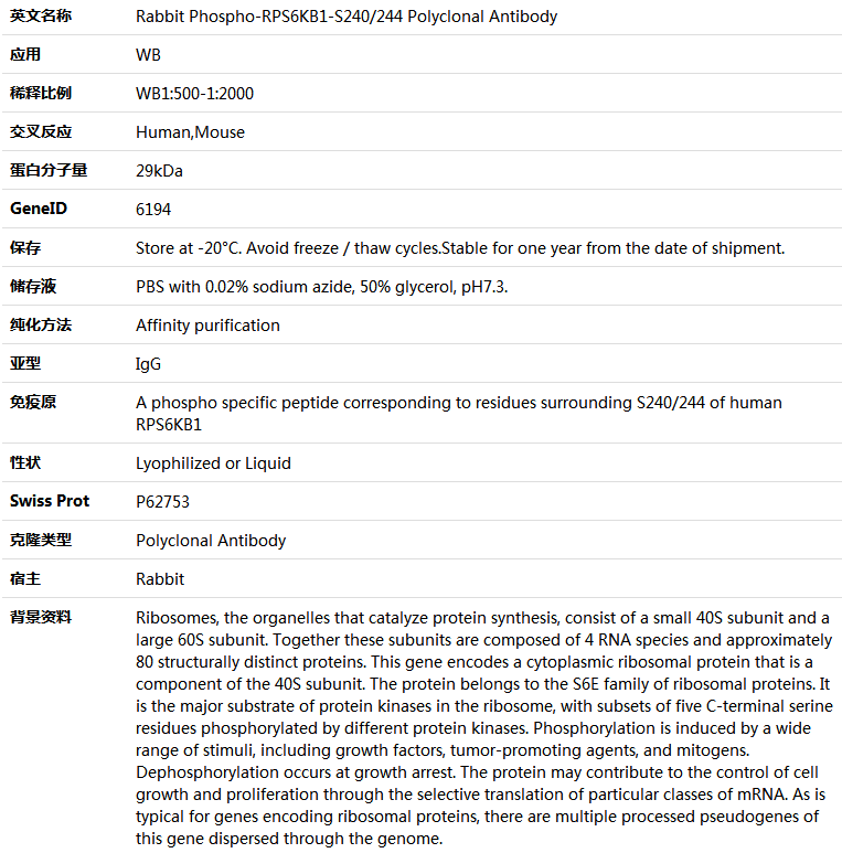 Phospho-RPS6KB1-S240/244 Antibody,索莱宝,K006232P-50ul
