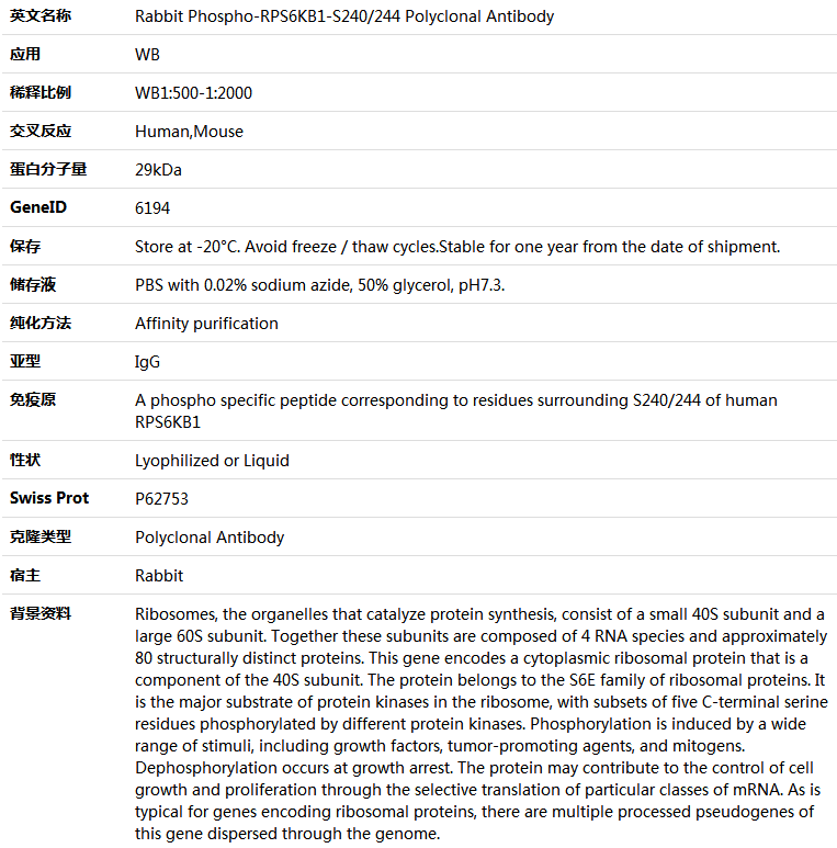 Phospho-RPS6KB1-S240/244 Antibody,索莱宝,K006232P-100ul