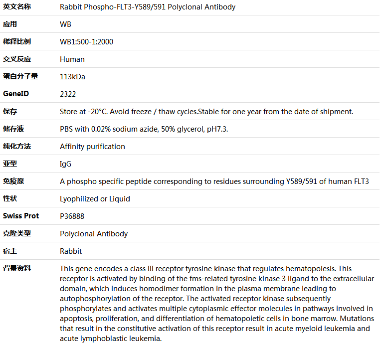 Phospho-FLT3-Y589/591 Antibody,索莱宝,K006231P-100ul