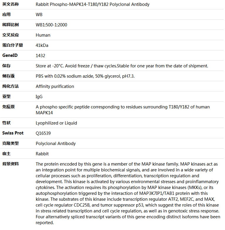 Phospho-MAPK14-T180/Y182 Antibody,索莱宝,K006230P-50ul