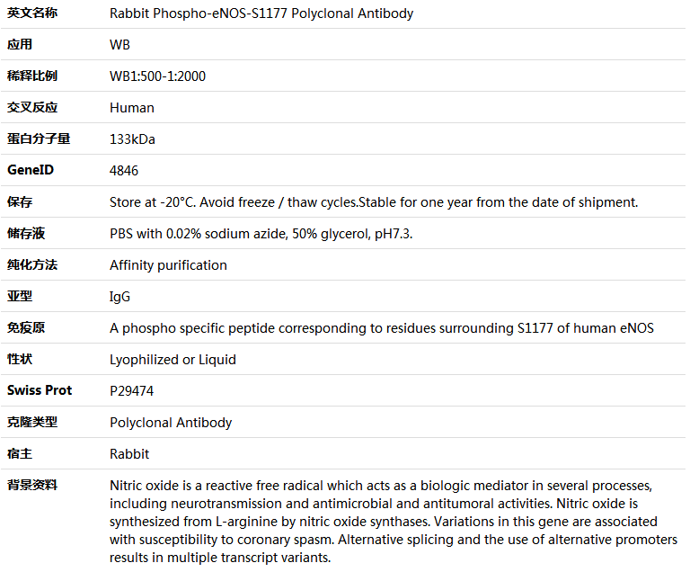 Phospho-eNOS-S1177 Antibody,索莱宝,K006228P-50ul