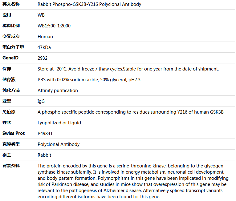 Phospho-GSK3B-Y216 Antibody,索莱宝,K006227P-50ul