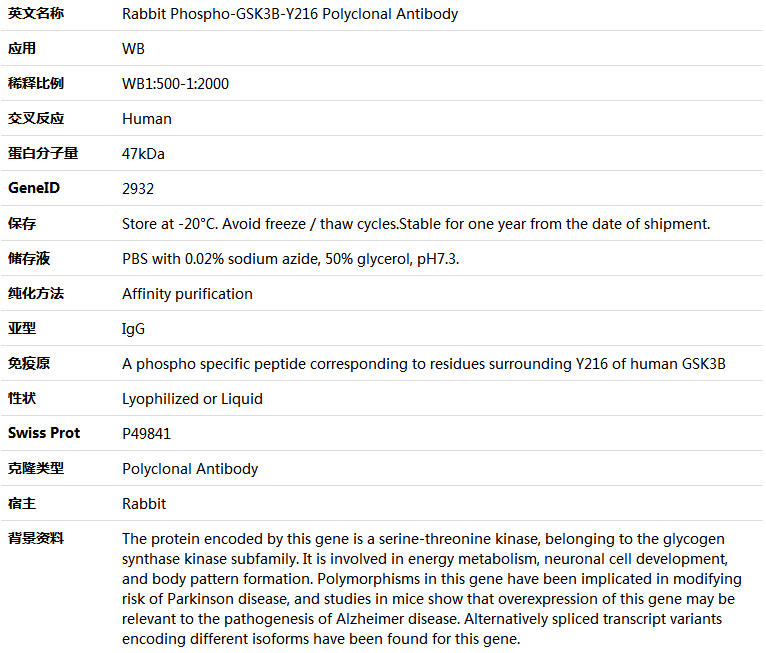 Phospho-GSK3B-Y216 Antibody,索莱宝,K006227P-100ul