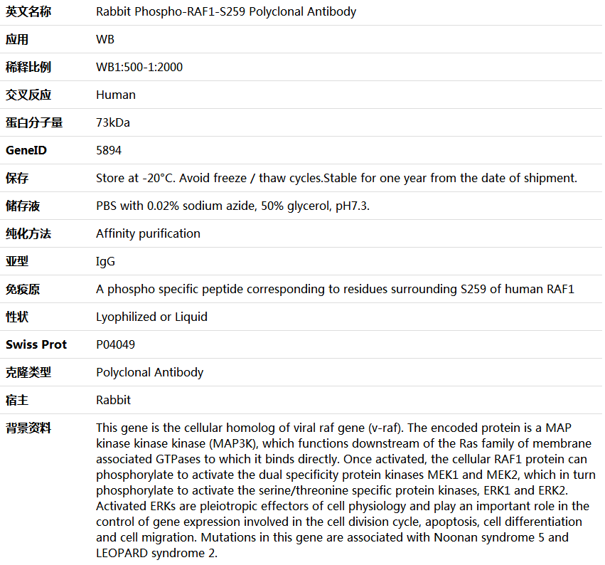 Phospho-RAF1-S259 Antibody,索莱宝,K006222P-100ul