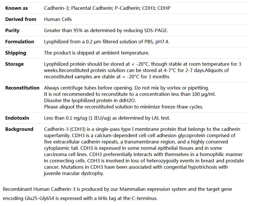 Recombinant Human Cadherin-3/CDH3,索莱宝,P00119-1mg