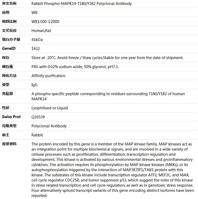 Phospho-MAPK14-T180/Y182 Antibody,索莱宝,K006211P-50ul