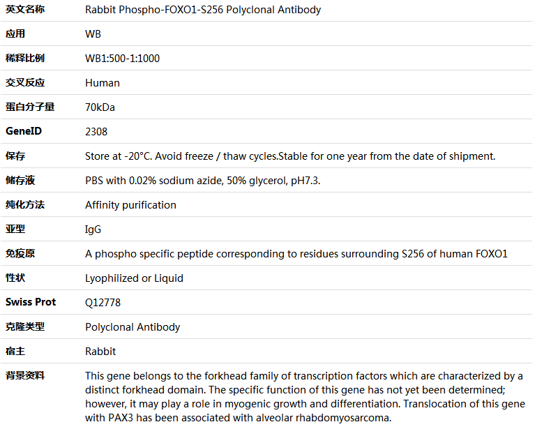 Phospho-FOXO1-S256 Antibody,索莱宝,K006210P-50ul
