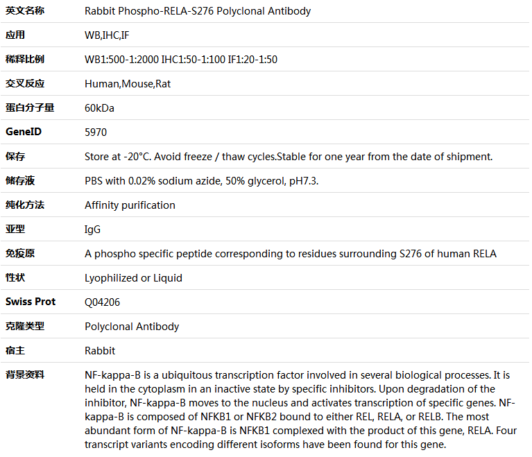 Phospho-RELA-S276 Antibody,索莱宝,K006209P-100ul