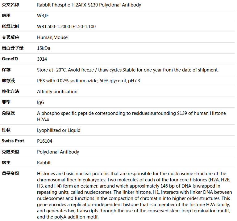 Phospho-H2AFX-S139 Antibody,索莱宝,K006207P-50ul