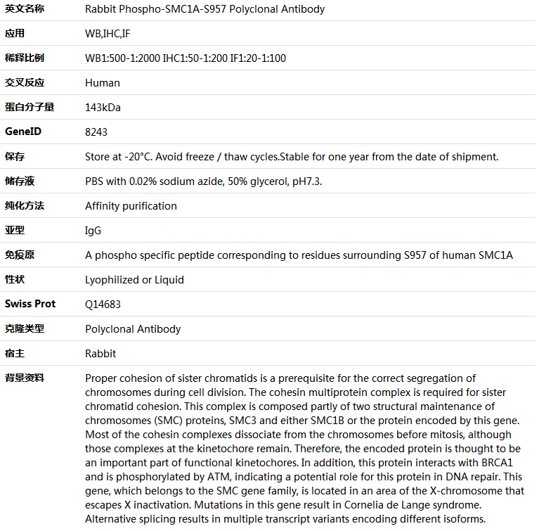 Phospho-SMC1A-S957 Antibody,索莱宝,K006203P-100ul