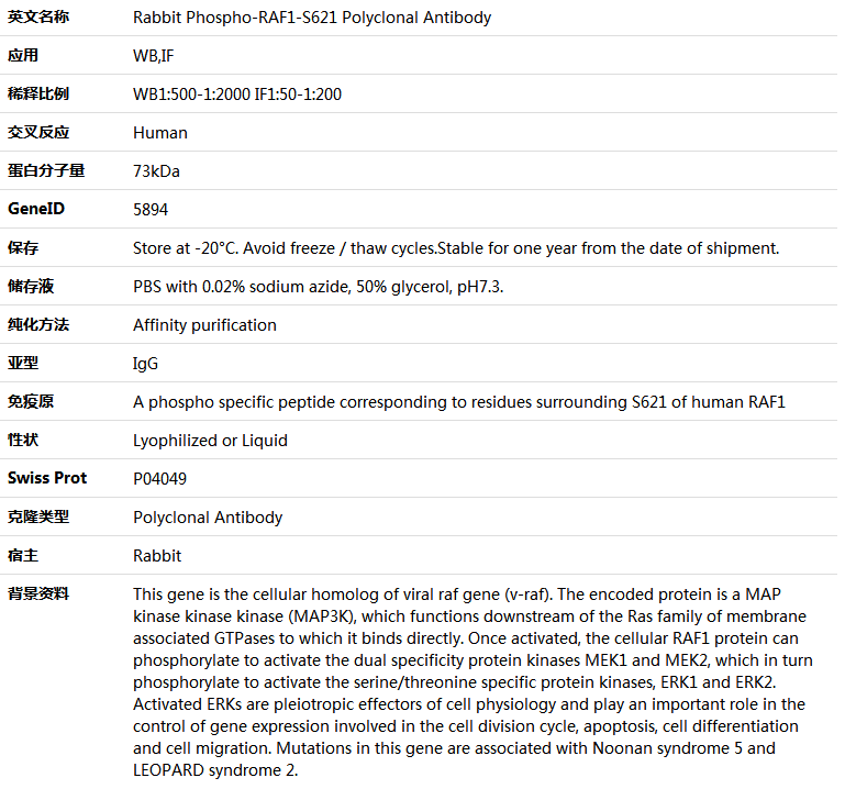 Phospho-RAF1-S621 Antibody,索莱宝,K006201P-100ul