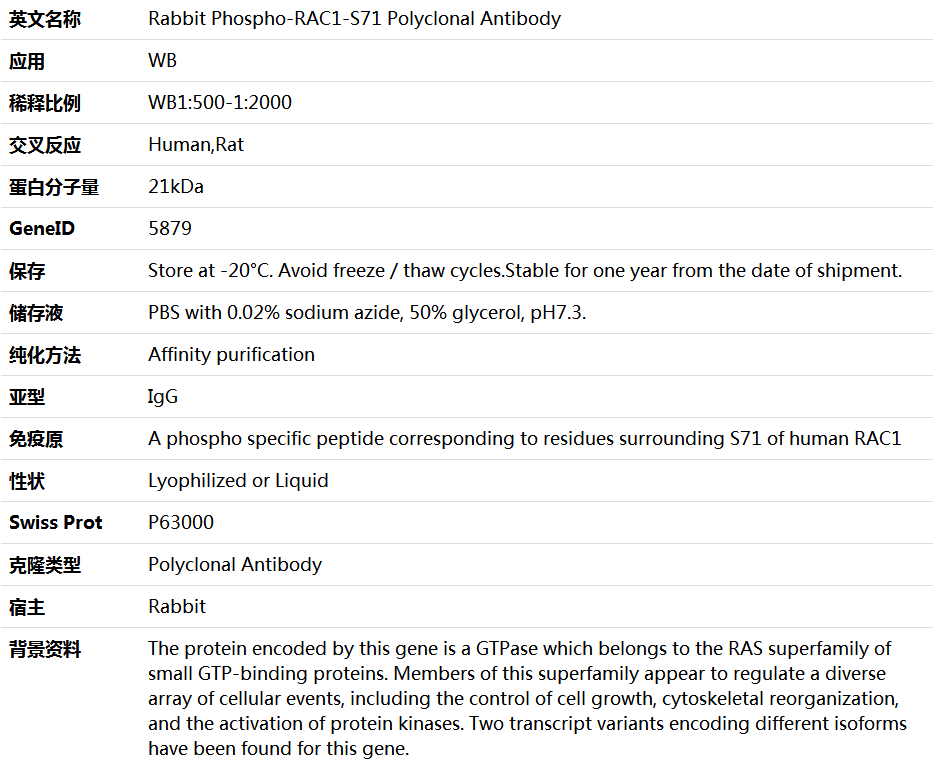 Phospho-RAC1-S71 Antibody,索莱宝,K006200P-50ul