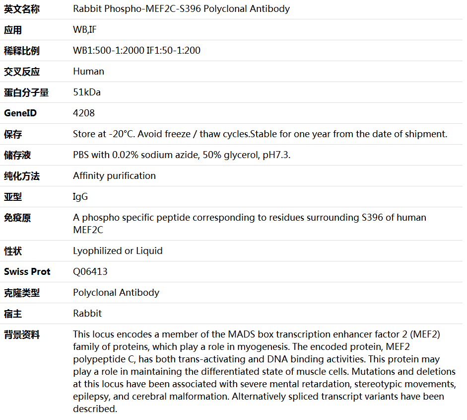 Phospho-MEF2C-S396 Antibody,索莱宝,K006197P-100ul