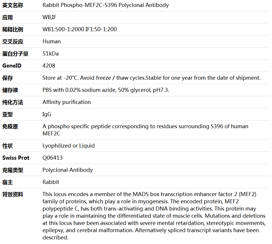 Phospho-MEF2C-S396 Antibody,索莱宝,K006197P-50ul