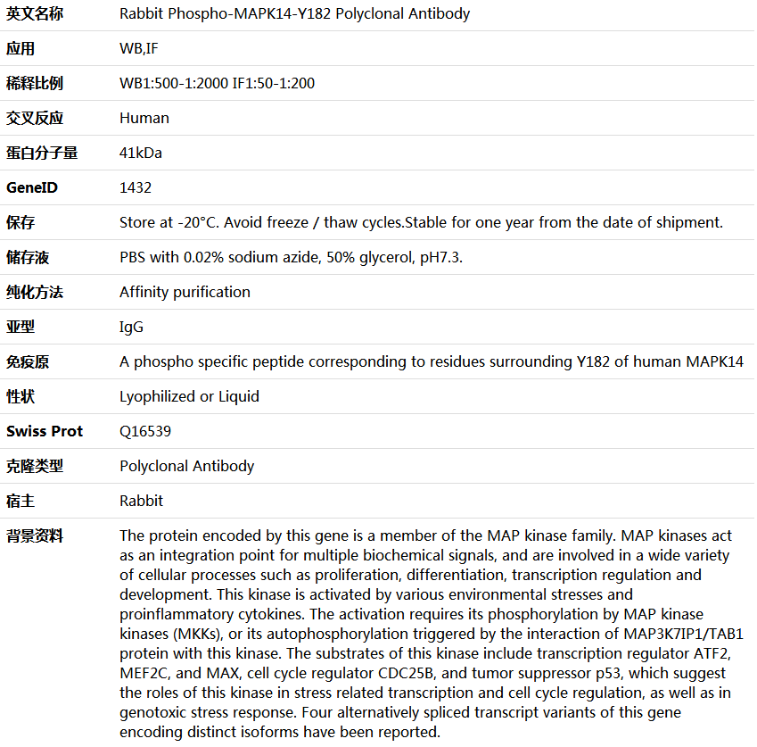 Phospho-MAPK14-Y182 Antibody,索莱宝,K006188P-100ul