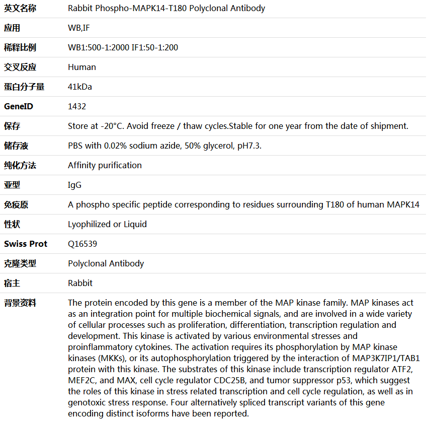 Phospho-MAPK14-T180 Antibody,索莱宝,K006187P-100ul