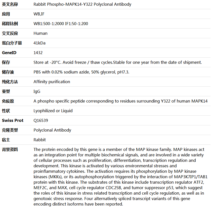 Phospho-MAPK14-Y322 Antibody,索莱宝,K006186P-100ul