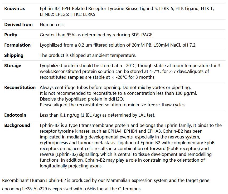 Recombinant Human Ephrin-B2,索莱宝,P00090-500ug