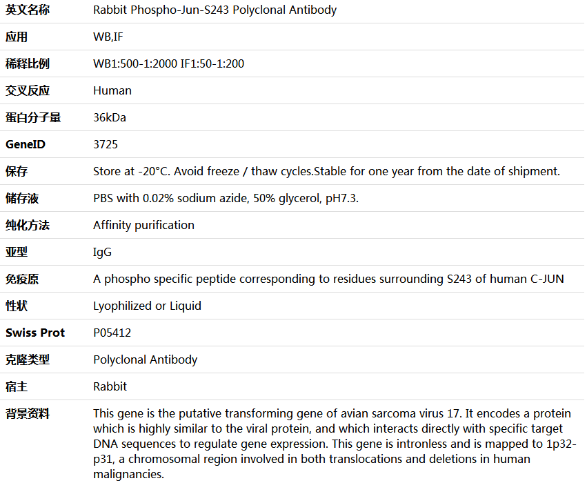 Phospho-Jun-S243 Antibody,索莱宝,K006184P-100ul