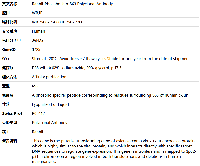 Phospho-Jun-S63 Antibody,索莱宝,K006183P-100ul