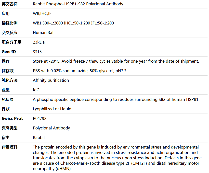 Phospho-HSPB1-S82 Antibody,索莱宝,K006180P-100ul