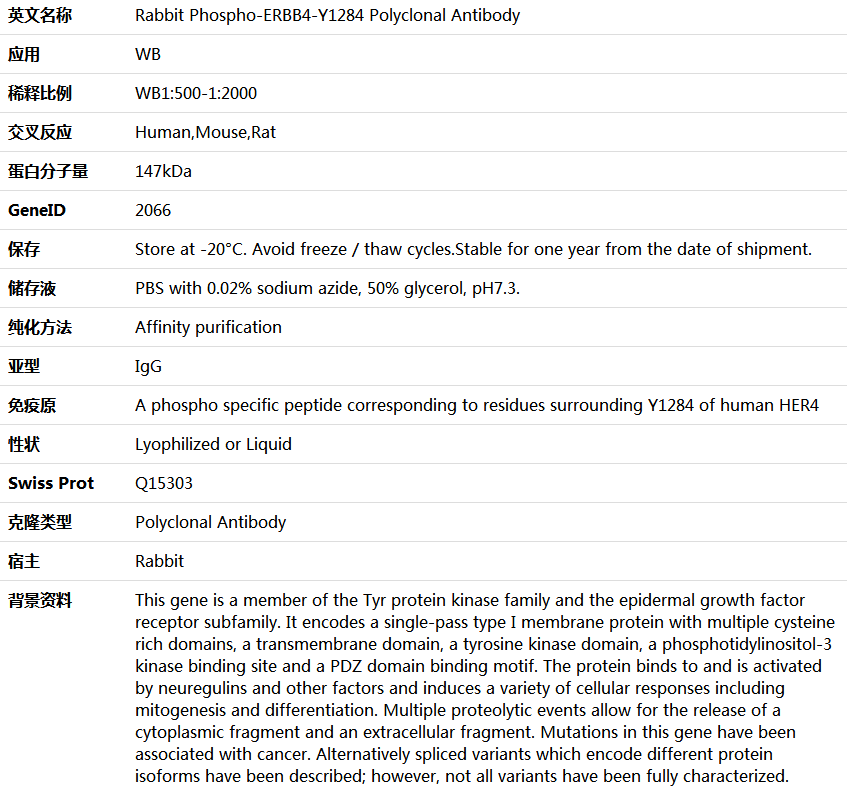 Phospho-ERBB4-Y1284 Antibody,索莱宝,K006176P-50ul