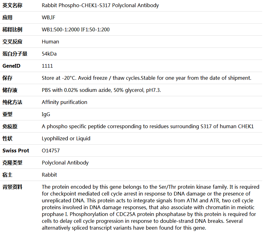 Phospho-CHEK1-S317 Antibody,索莱宝,K006168P-100ul