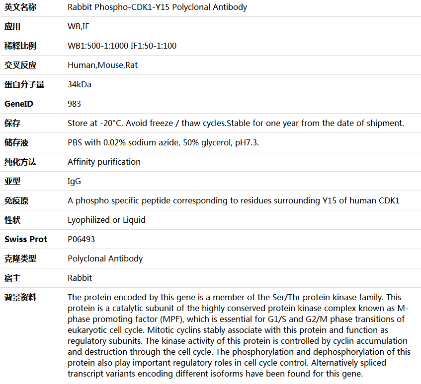 Phospho-CDK1-Y15 Antibody,索莱宝,K006166P-100ul