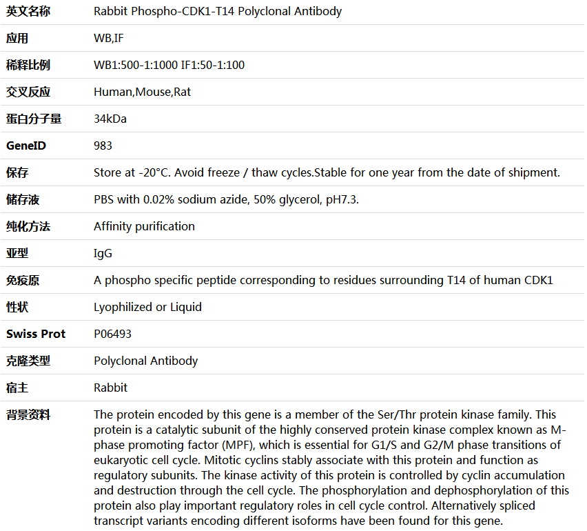 Phospho-CDK1-T14 Antibody,索莱宝,K006165P-100ul