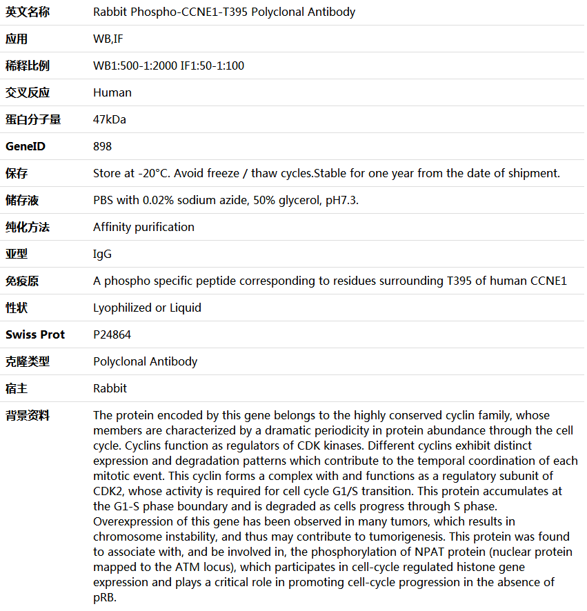 Phospho-CCNE1-T395 Antibody,索莱宝,K006163P-50ul