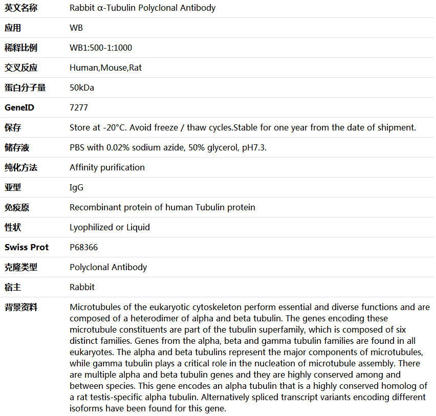 α-Tubulin Antibody,索莱宝,K006154P-100ul