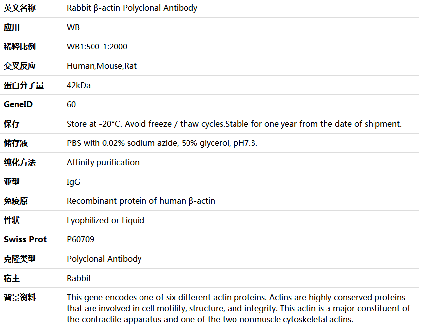 β-actin Antibody,索莱宝,K006153P-100ul