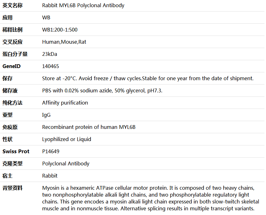 MYL6B Antibody,索莱宝,K006149P-100ul