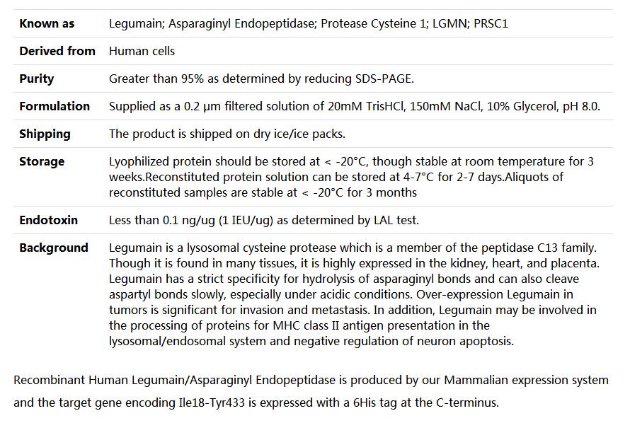 Recombinant Human Legumain/Asparaginyl Endopeptidase,索莱宝,P00079-1mg