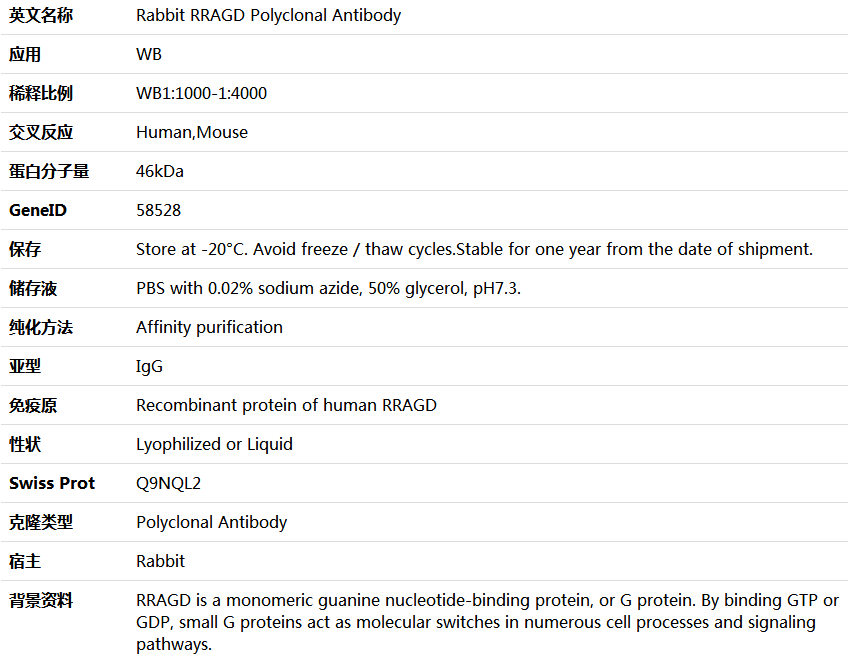 RRAGD Antibody,索莱宝,K006141P-100ul