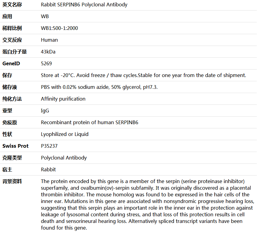 SERPINB6 Antibody,索莱宝,K006122P-50ul