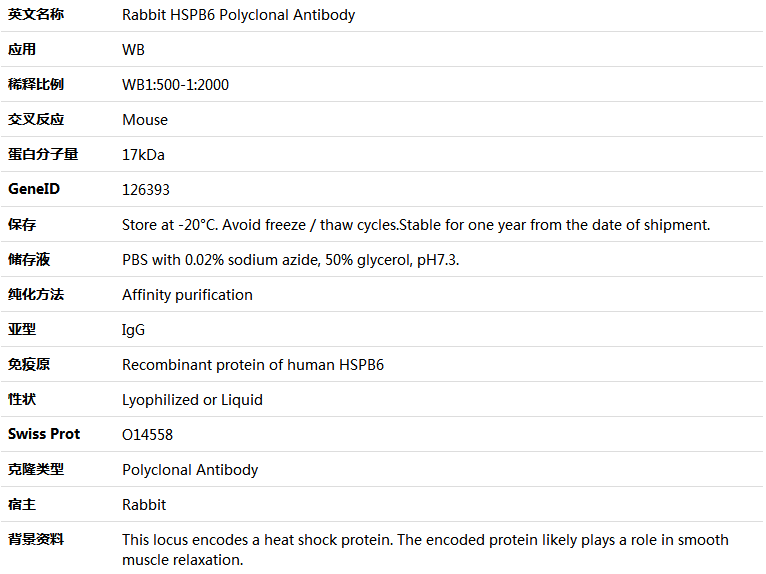 HSPB6 Antibody,索莱宝,K006106P-50ul