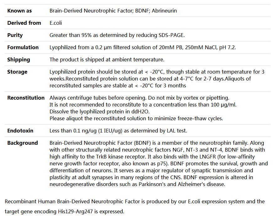 Recombinant Human BDNF/Brain-derived neurotrophic factor,索莱宝,P00062-10ug