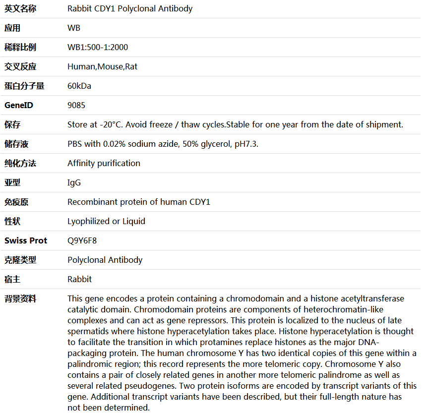 CDY1 Antibody,索莱宝,K006086P-50ul